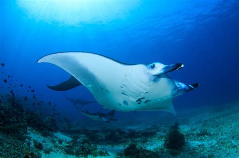 Manta Ray Photography: Capturing the Magic of these Elegant Creatures